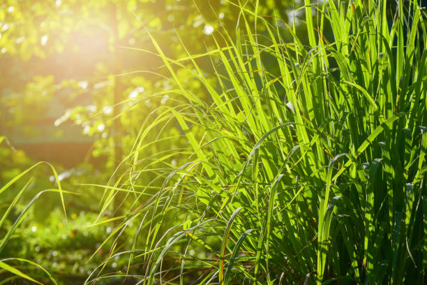 The Fascinating History of Lemongrass Essential Oil